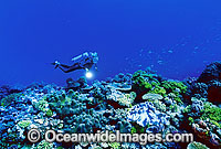 Scuba Diver on Coral reef Photo - Gary Bell