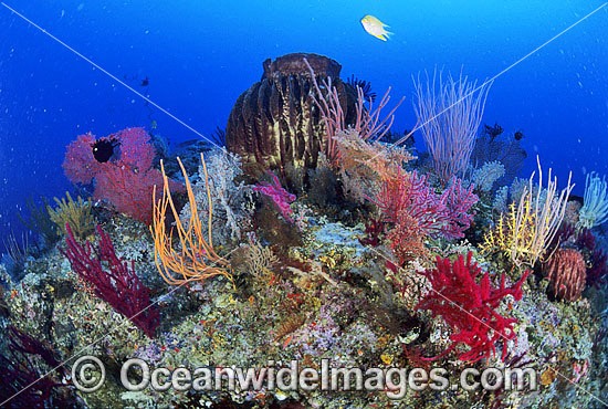 Barrel Sponge Gorgonian Fan Coral photo