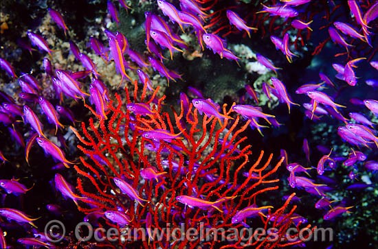 Purple Fairy Basslets Gorgonian Fan Coral photo