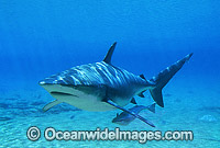 Dusky Shark and Remora Suckerfish Photo - Gary Bell
