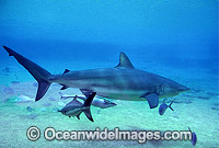 Dusky Shark with Remora Suckerfish Photo - Gary Bell