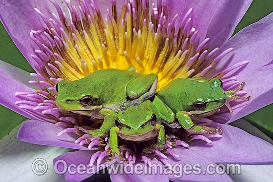 Eastern Dwarf Tree Frogs on waterlily photo