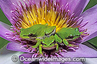 Eastern Dwarf Tree Frogs on waterlily Photo - Gary Bell