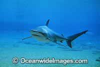 Dusky Shark or Black Whaler Photo - Gary Bell