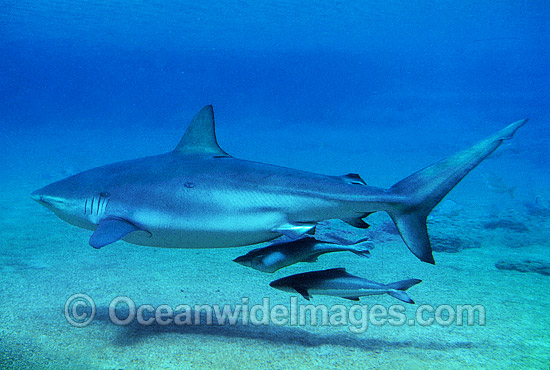 Dusky Shark and Remora Suckerfish photo