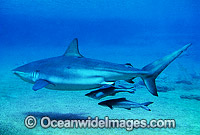 Dusky Shark and Remora Suckerfish Photo - Gary Bell
