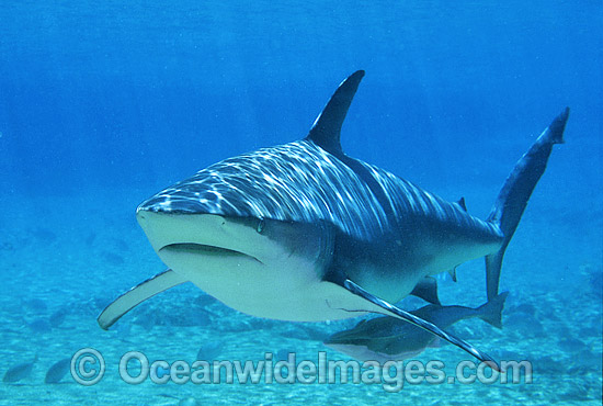 Dusky Shark with Remora Suckerfish photo