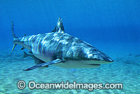Dusky Shark Carcharhinus obscurus Photo - Gary Bell