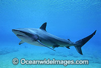 Dusky Shark or Bronze Whaler Photo - Gary Bell