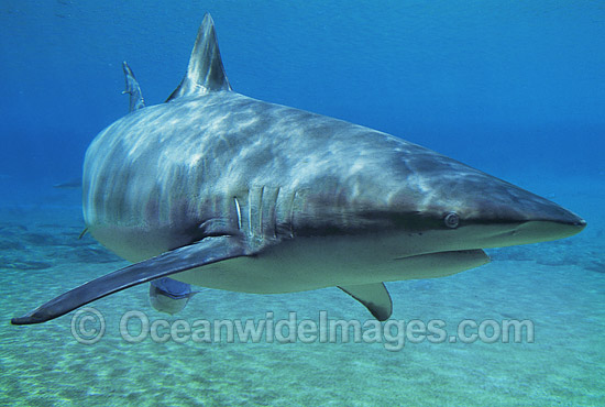 Dusky Shark Carcharhinus obscurus photo