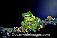 White-lipped Tree Frog Litoria infrafrenata Photo - Gary Bell