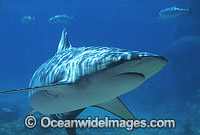 Dusky Shark Photo - Gary Bell