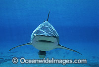 Dusky Shark Photo - Gary Bell