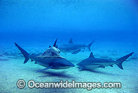 Dusky Sharks and Eastern Shovelnose Ray Photo - Gary Bell