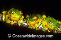 Courting Red-eyed Tree Frogs Litoria chloris Photo - Gary Bell