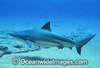Bronze Whaler Shark Carcharhinus brachyurus Photo - Gary Bell