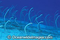 Pacific Spaghetti Eels feeding Photo - Gary Bell