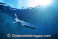 Great Barracuda Sphyraena barracuda Photo - Gary Bell