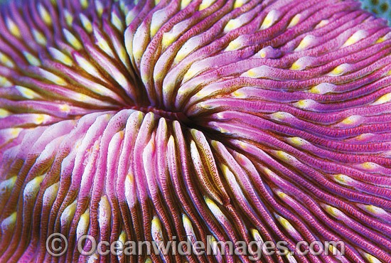 Mushroom Coral Detail photo