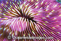 Mushroom Coral Detail Photo - Gary Bell