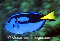 Blue Tang Paracanthurus hepatus Photo - Gary Bell