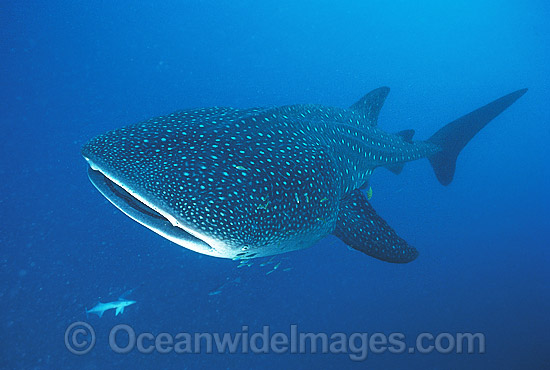 Whale Shark Rhincodon typus photo