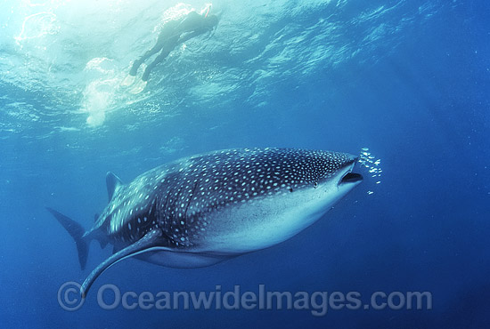 Snorkel diver and Whale Shark photo