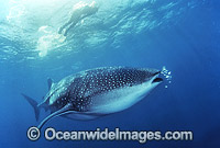 Snorkel diver and Whale Shark Photo - Gary Bell