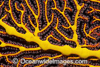 Gorgonian Fan Coral detail Photo - Gary Bell