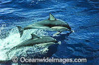 Short-beaked Common Dolphins Photo - Gary Bell
