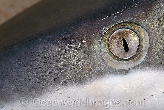 Dusky Shark ampullae of lorenzini photo