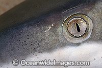Dusky Shark ampullae of lorenzini Photo - Gary Bell