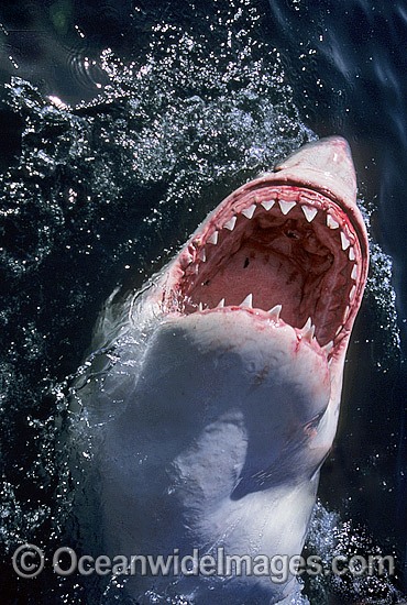 Great White Shark with open jaws photo