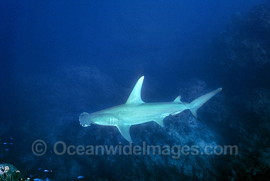 Great Hammerhead Shark Sphyrna mokarran photo