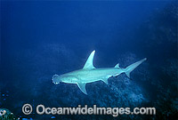 Great Hammerhead Shark Sphyrna mokarran Photo - Gary Bell