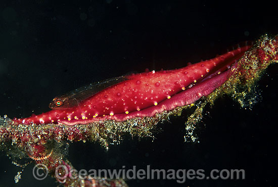 Reef Goby on Ovulid Cowrie photo