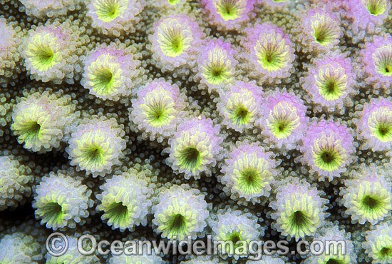 Acropora Coral Astreopora myriophthalma photo