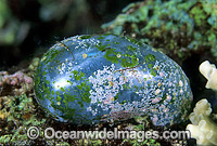 Single-celled Green Algae Photo - Gary Bell