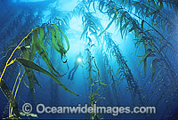 Scuba Diver and Giant Kelp forest Photo - Gary Bell