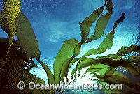 Giant Kelp Gas filled floats Photo - Gary Bell