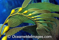 Giant Kelp Macrocystis pyrifera Photo - Gary Bell