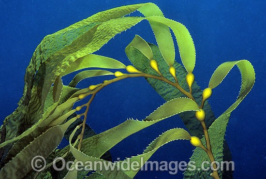 giant kelp drawing