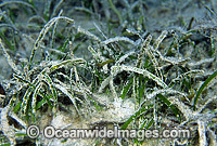 Sea Grass Cymodocea serrulata Photo - Gary Bell