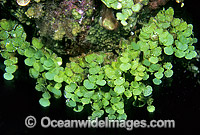 Coralline Alga Halimeda capiosa Photo - Gary Bell