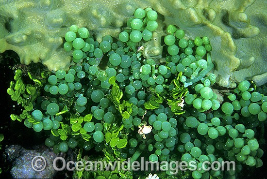 Sea Grapes Algae Caulerpa racemosa photo