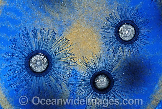 Blue Button Jellyfish Porpita porpita photo