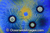 Blue Button Jellyfish Porpita porpita Photo - Gary Bell
