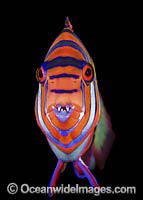 Harlequin Tuskfish Photo - Gary Bell