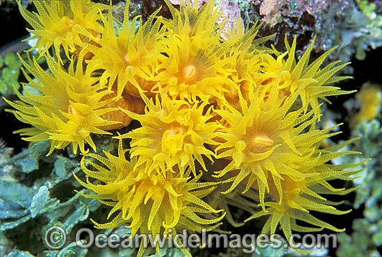 Sunshine Coral Tubastraea sp. photo