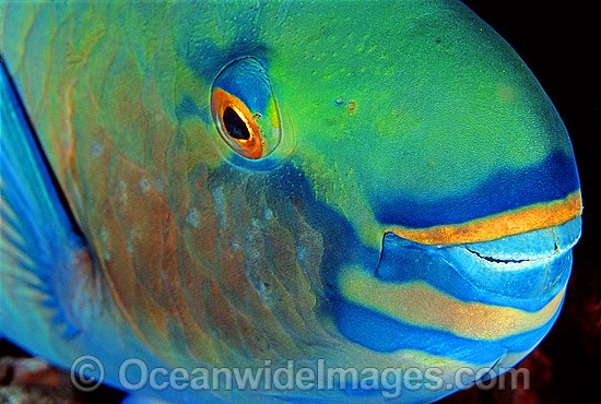 Bridled Parrotfish Night colour Scarus frentaus photo
